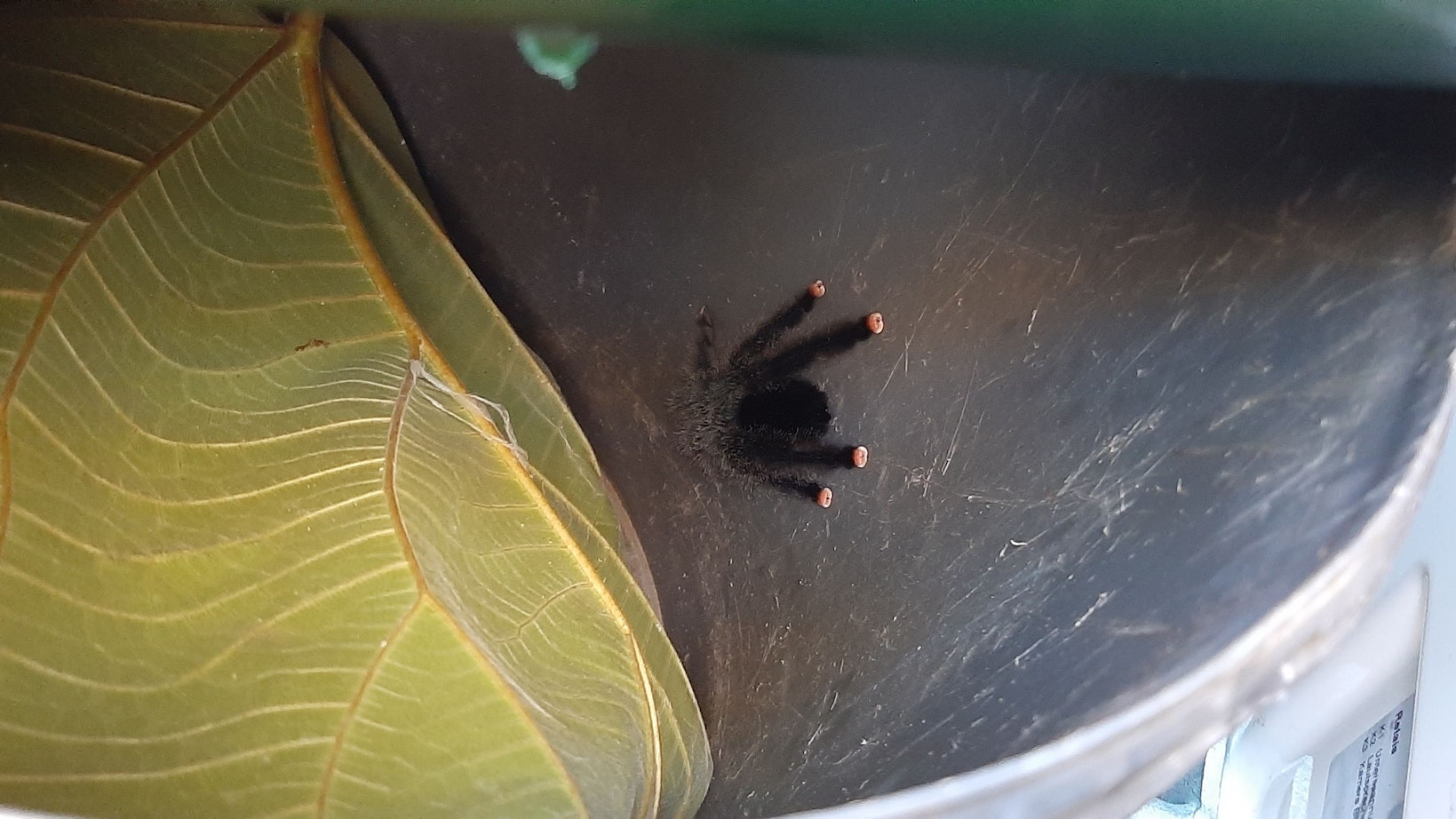 Eine Vogelspinne und ein Blatt liegen in einem Eimer.