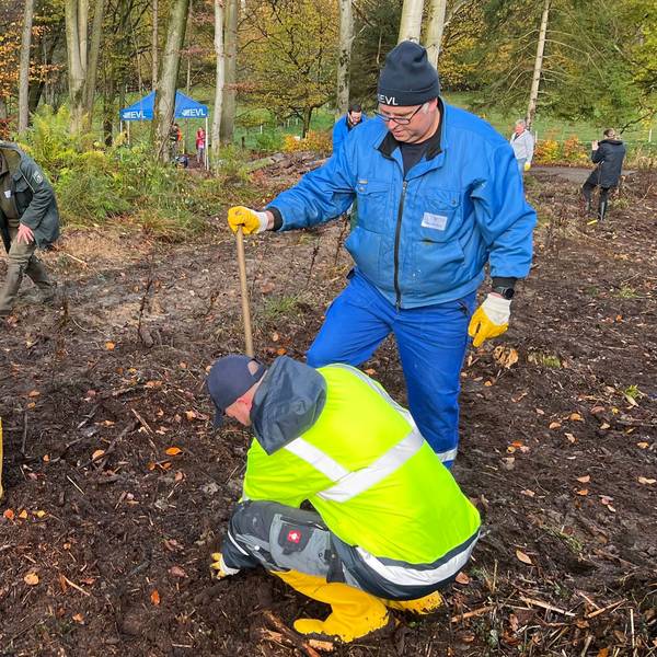 EVL-Pflanzaktion bei Diepental, EVL-Mitarbeiter sind mit Schaufel und Hacke beschäftigt, die jungen Bäume zu setzen
