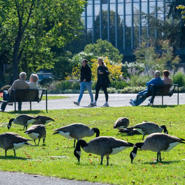 Wildgänse weiden auf grüner Wiese im Rheinpark, Spaziergänger im Hintergrund.