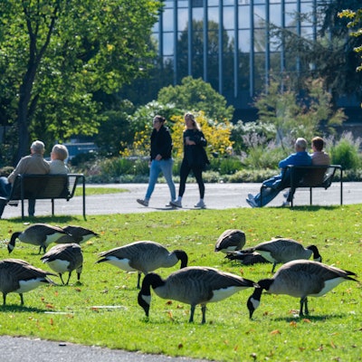 Wildgänse weiden auf grüner Wiese im Rheinpark, Spaziergänger im Hintergrund.