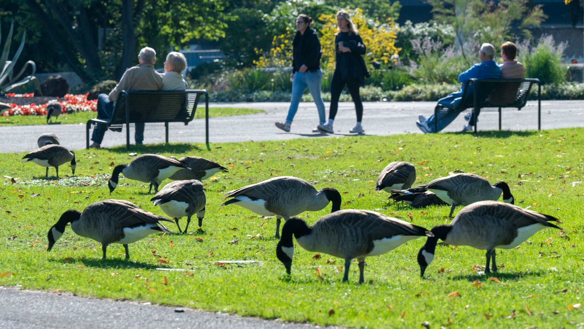 Wildgänse weiden auf grüner Wiese im Rheinpark, Spaziergänger im Hintergrund.