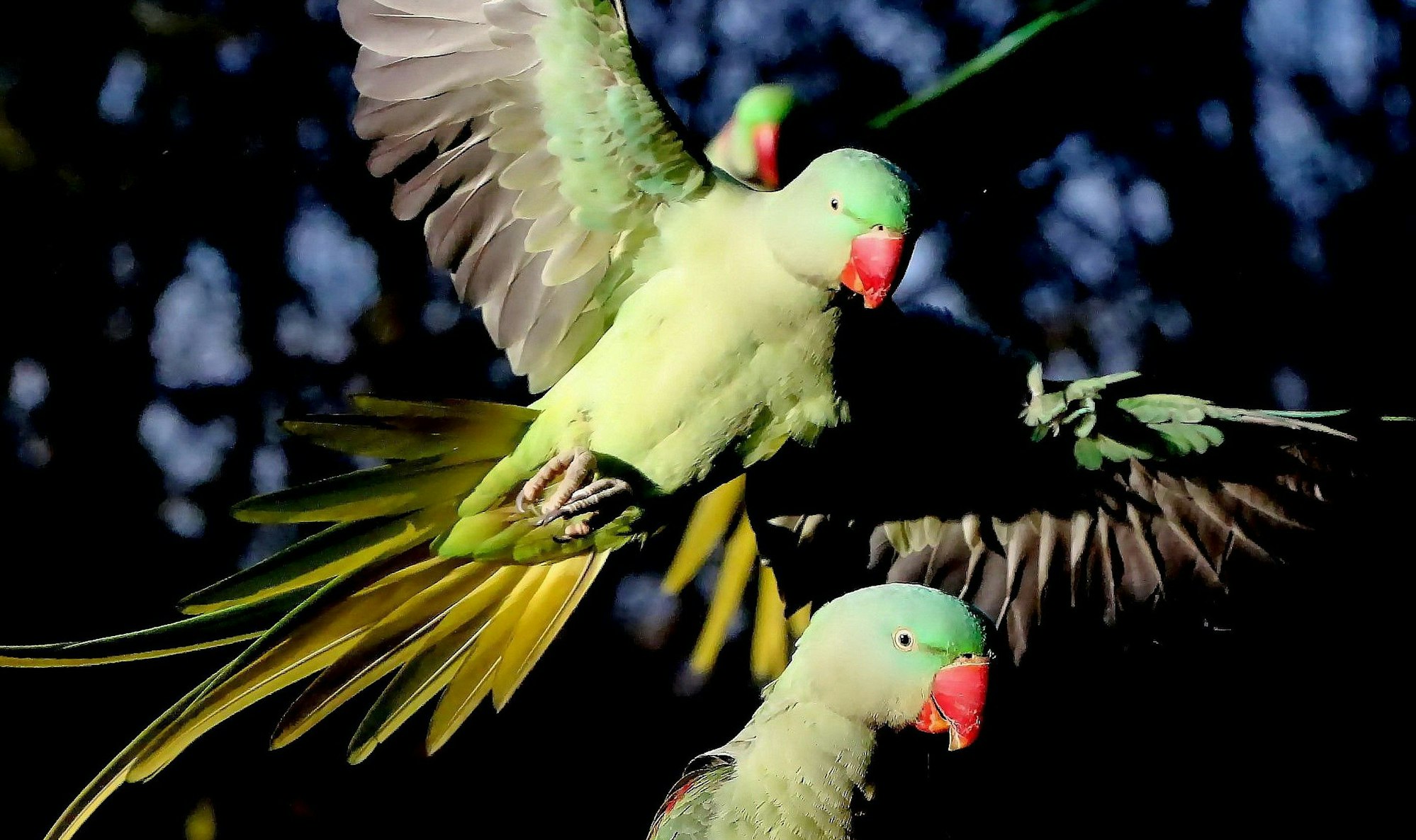 Zwei Halsbandsittiche fliegen durch den Schlosspark in Köln-Stammheim.