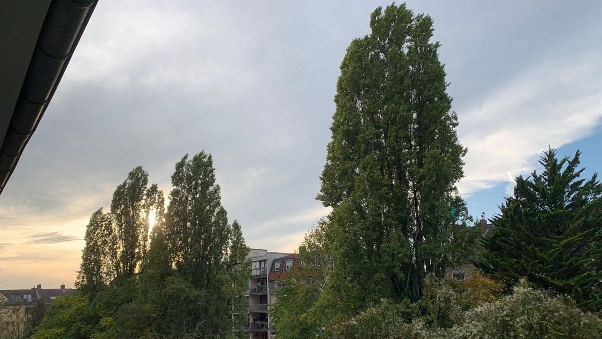 Drei sehr hohe Pappeln stehen hinter einer Häuserfassade.