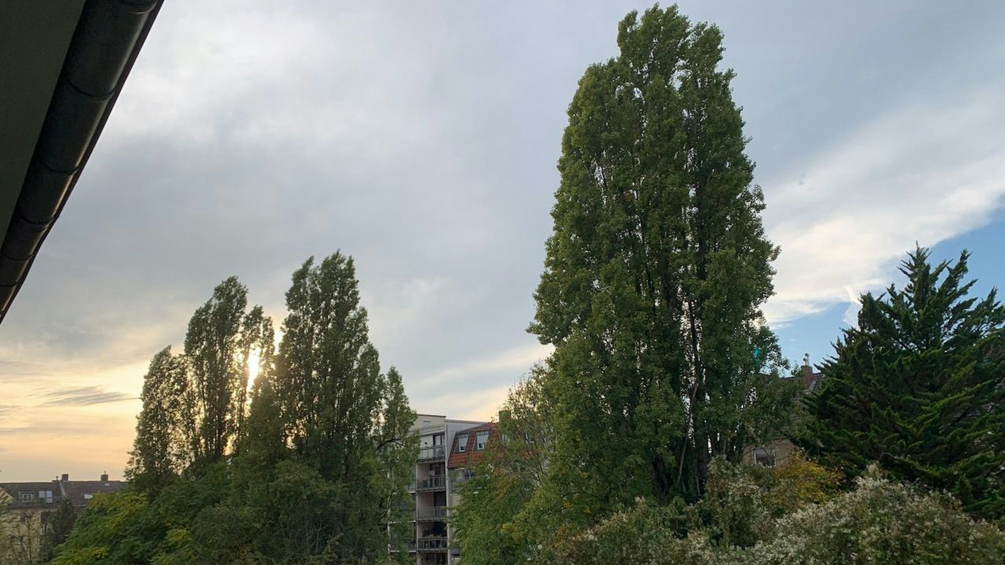 Drei sehr hohe Pappeln stehen hinter einer Häuserfassade.