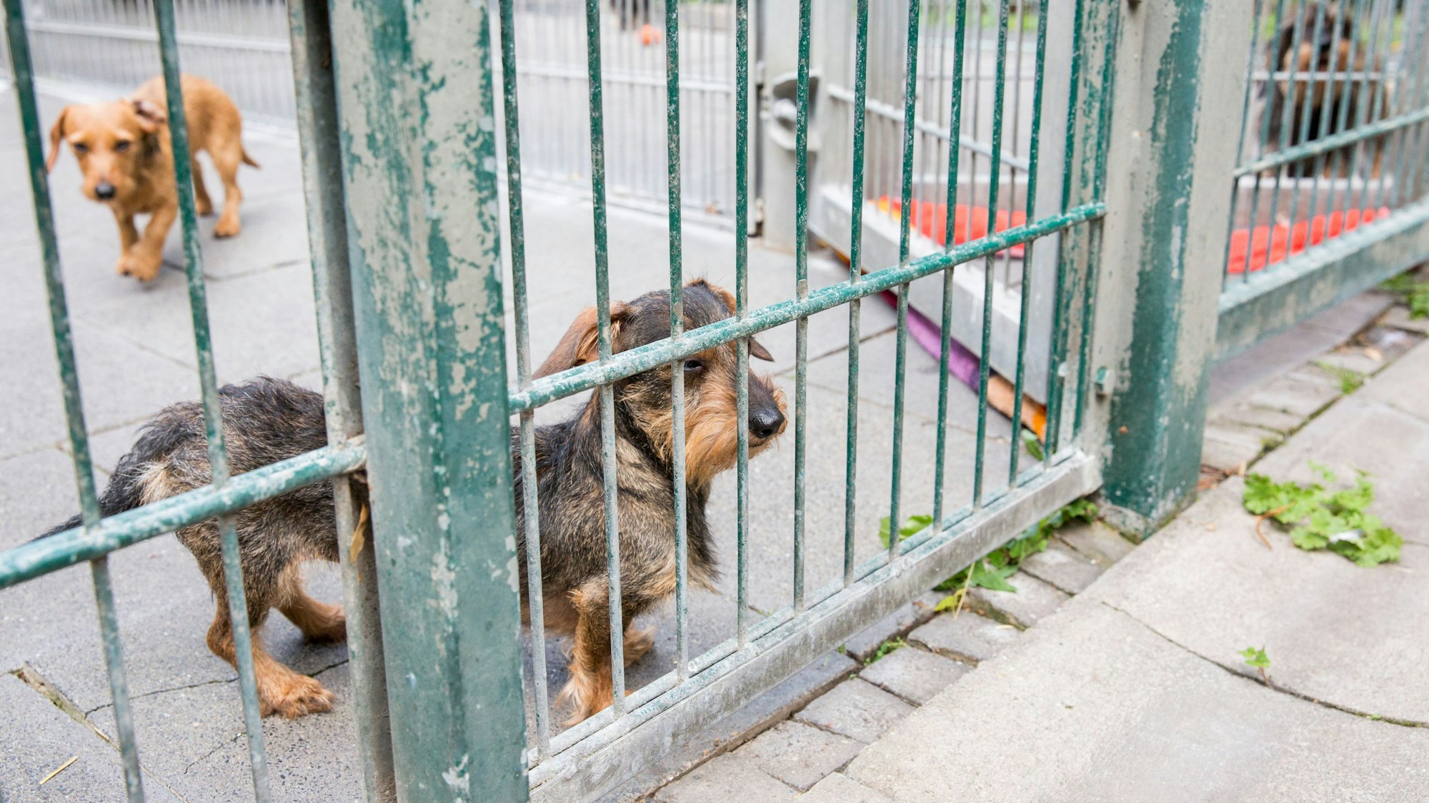 Zwei junge Dackel, die zusammen mit mehreren Dackeln aus einer Messiwohnung in Ehrenfeld gerettet wurden und im Tierheim Zollstock untergebracht wurden. (Archivbild)