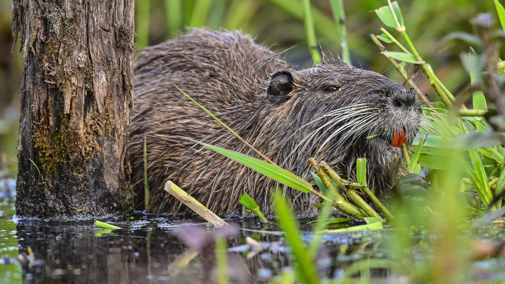 Eine Nutria frisst Wasserpflanzen am Ufer.