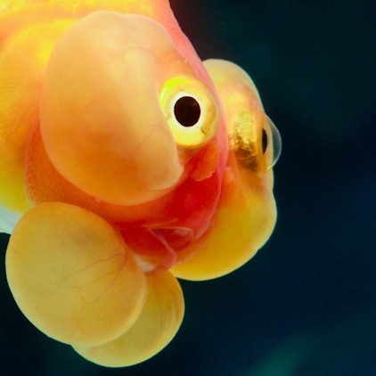 Ein sogenannter „Bubble Eye Goldfish“ in einem Aquarium. Wie die „Karotte“ ist er eine besondere Züchtung des Goldfischs. (Symbolbild)