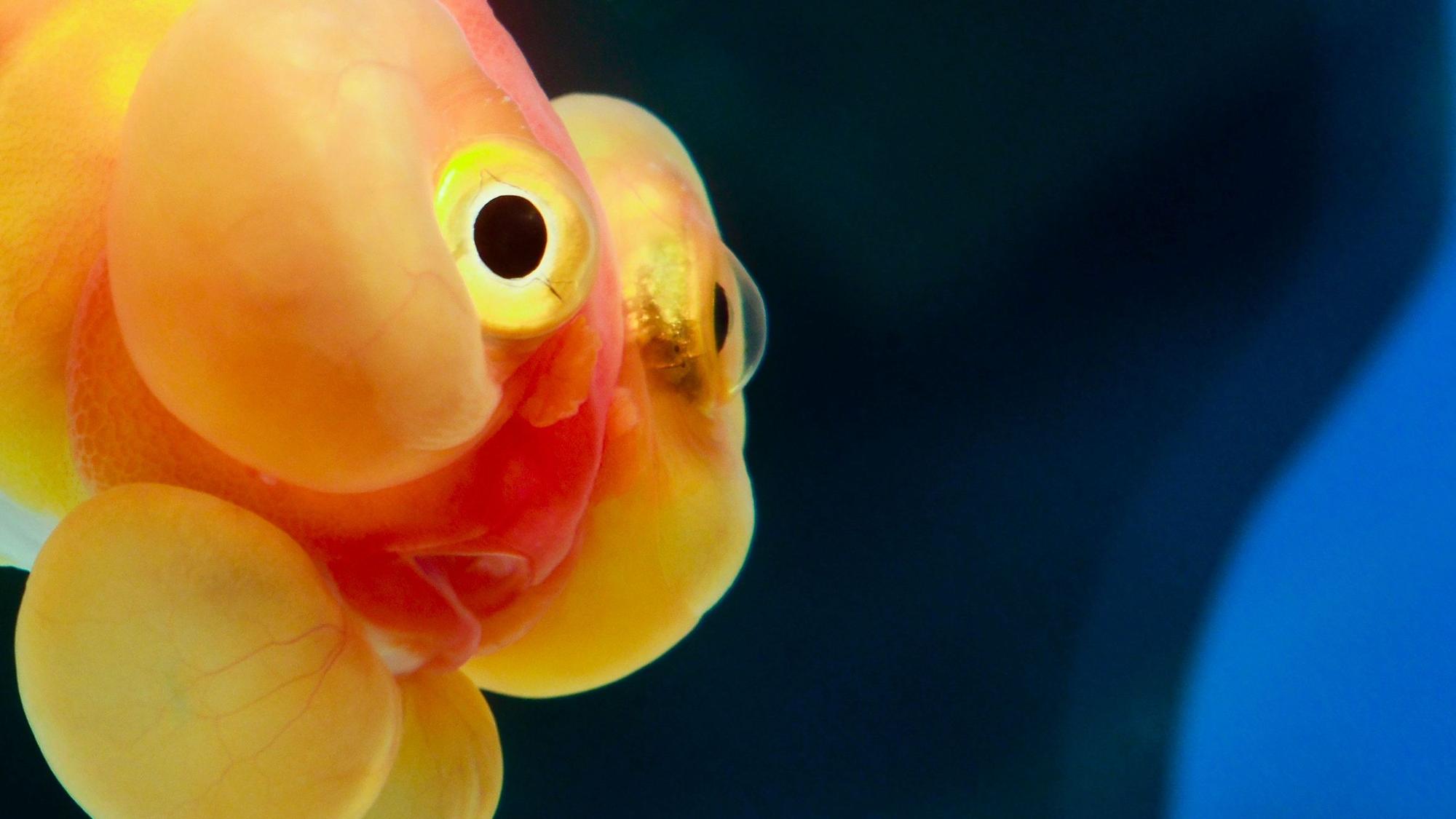 Ein sogenannter „Bubble Eye Goldfish“ in einem Aquarium. Wie die „Karotte“ ist er eine besondere Züchtung des Goldfischs. (Symbolbild)