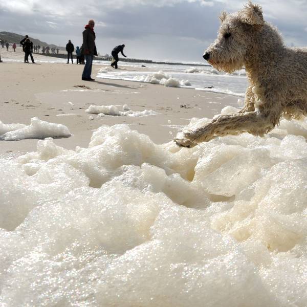 Ein Hund springt durch Schaumberge am Strand der Nordsee-Insel Sylt. Im Hintergrund sind Menschen zu sehen.