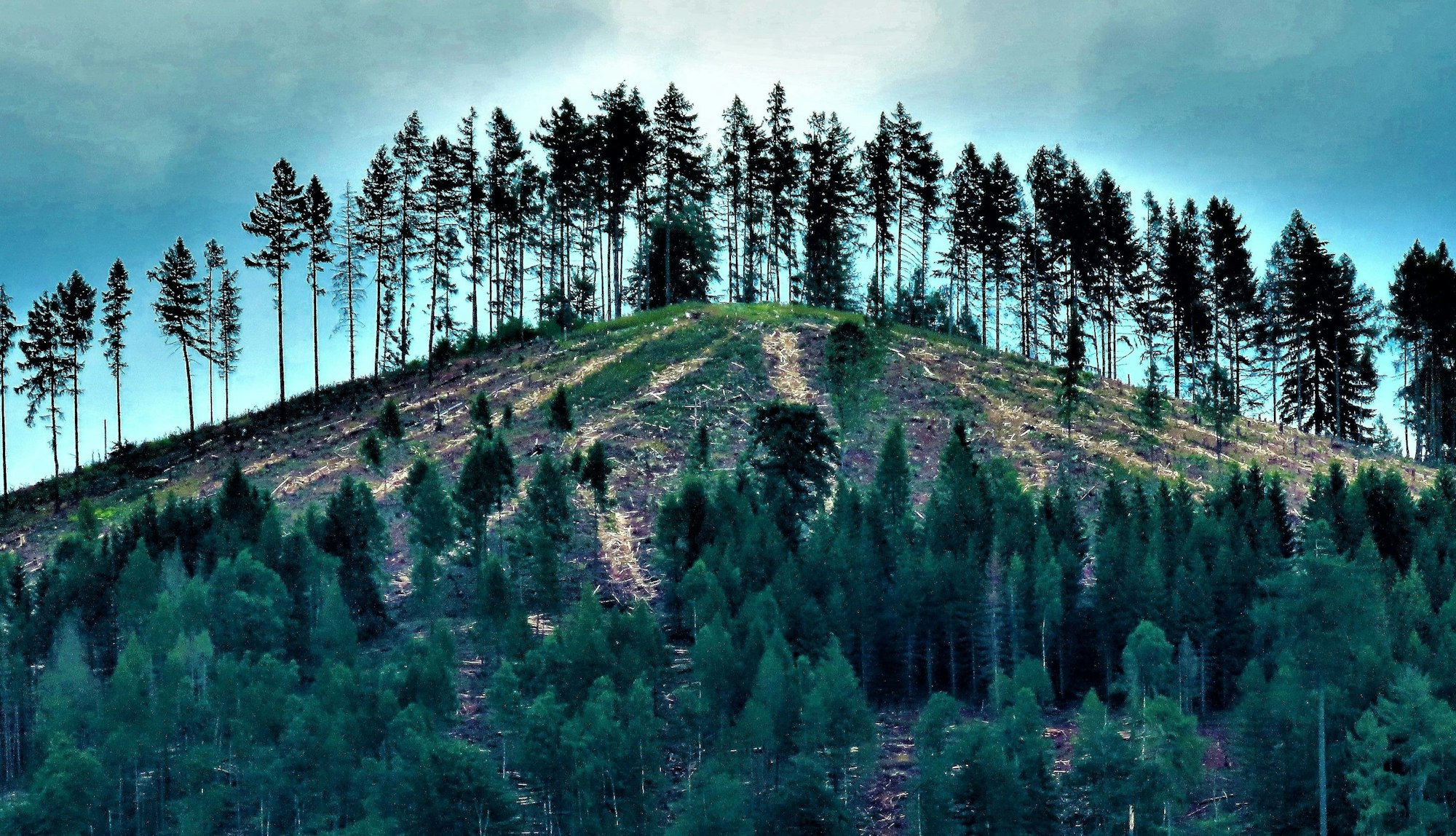 Bäume im Wittgensteiner Land.