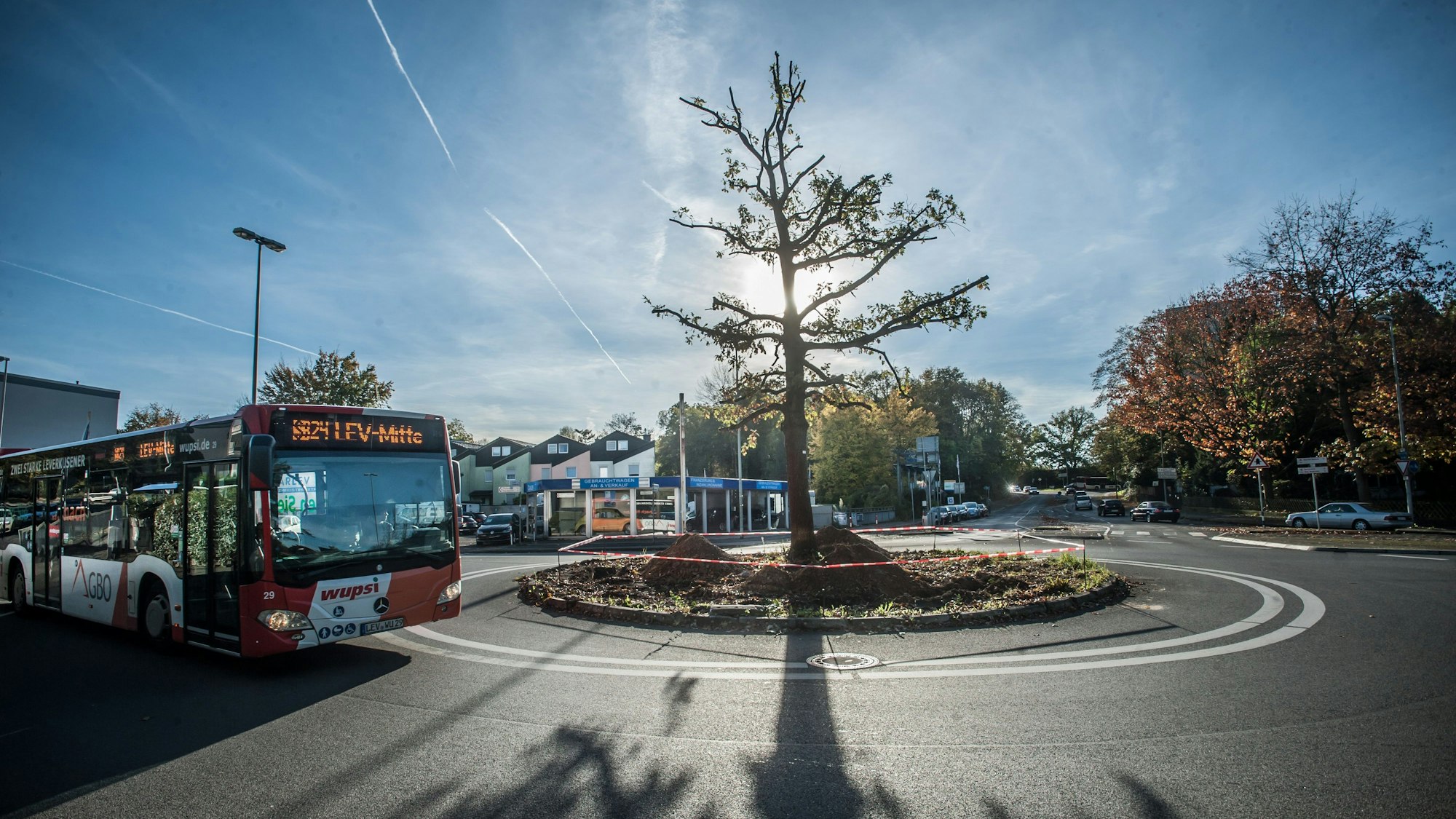Die Millenniums-Eiche steht im Kreisverkehr Rennbaumstraße / Stauffenbergstraße / Dechant-Krey-Straße. Ein Bus fährt durch den Kreisverkehr.
