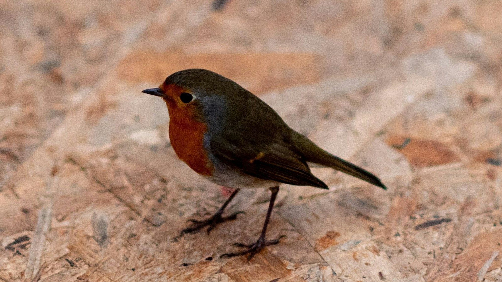Ein Rotkehlchen, das sich in das Zelt verirrt hatte, stand auf einem Tisch.