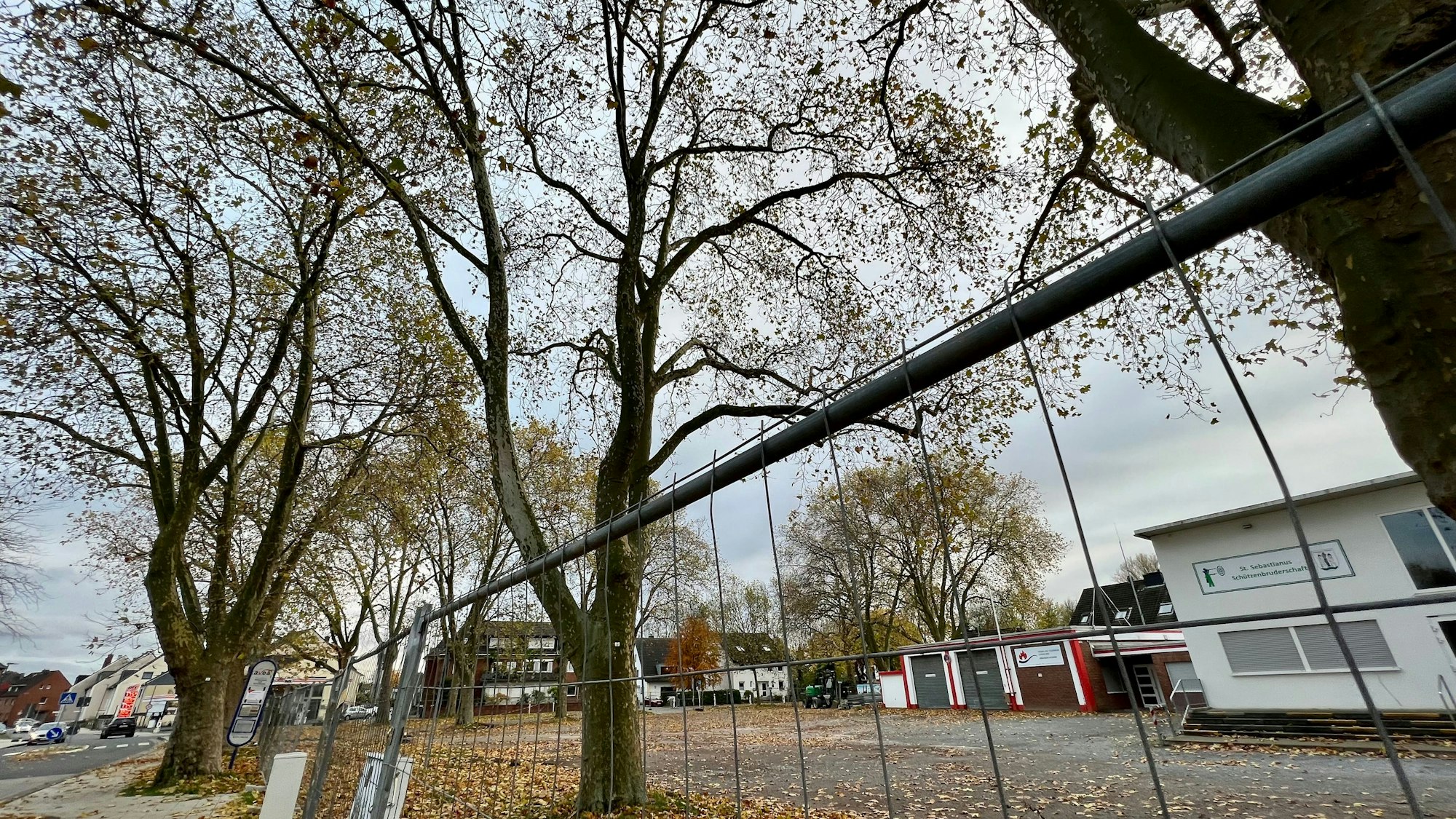 Kirmesplatz Hitdorf mit großen Bäumen, eingezäunt für den baldigen Beginn der Umbauarbeiten