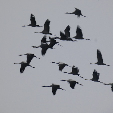 Den Kranichschwarm fotografierte Leser Hans Theo Krüger 2022 über der Eifel.