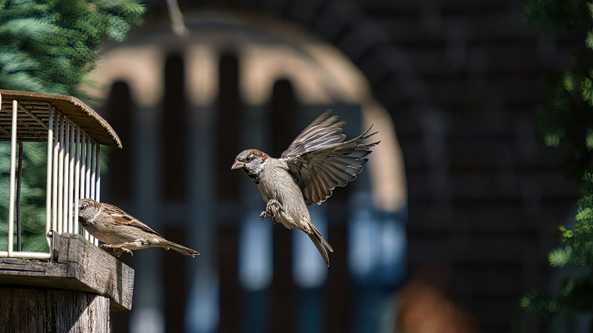 Sperlinge beim Anflug auf die Futterstelle.