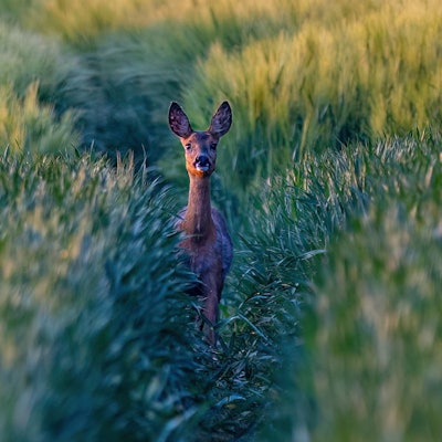Ein junges Reh steht im Feld.