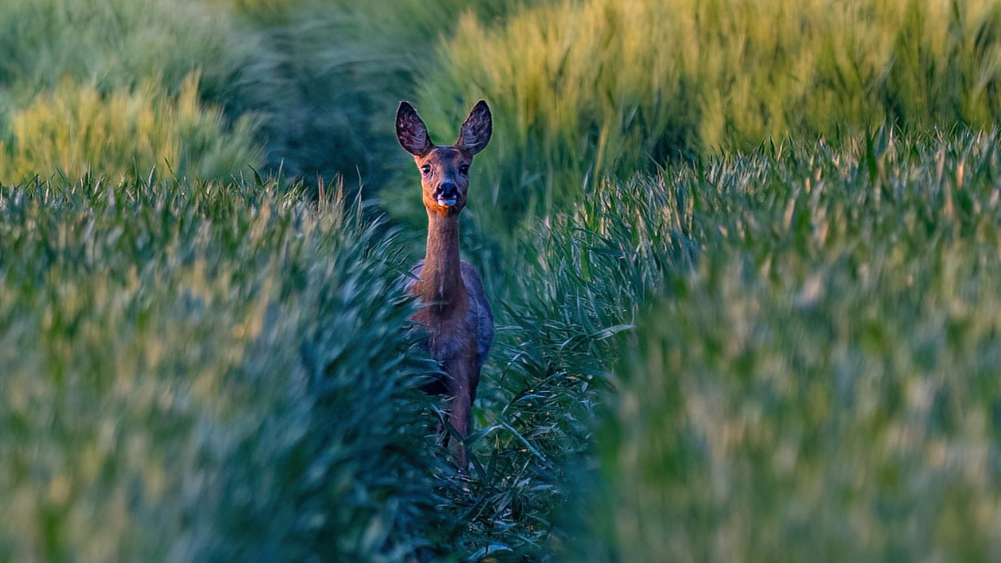 Ein junges Reh steht im Feld.