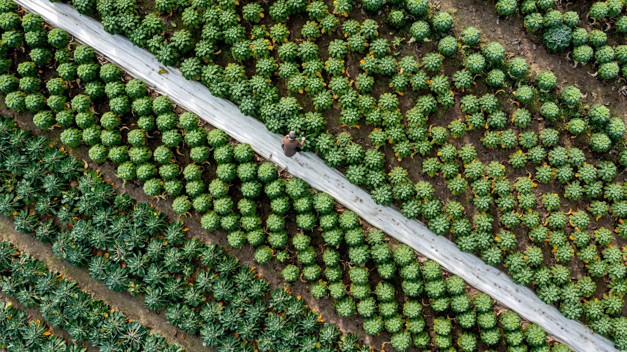 Landwirt Arnd Eyting kontrolliert den Anbau von Grünkohl auf einem Feld, auf dem auch Rosenkohl angebaut wird.
