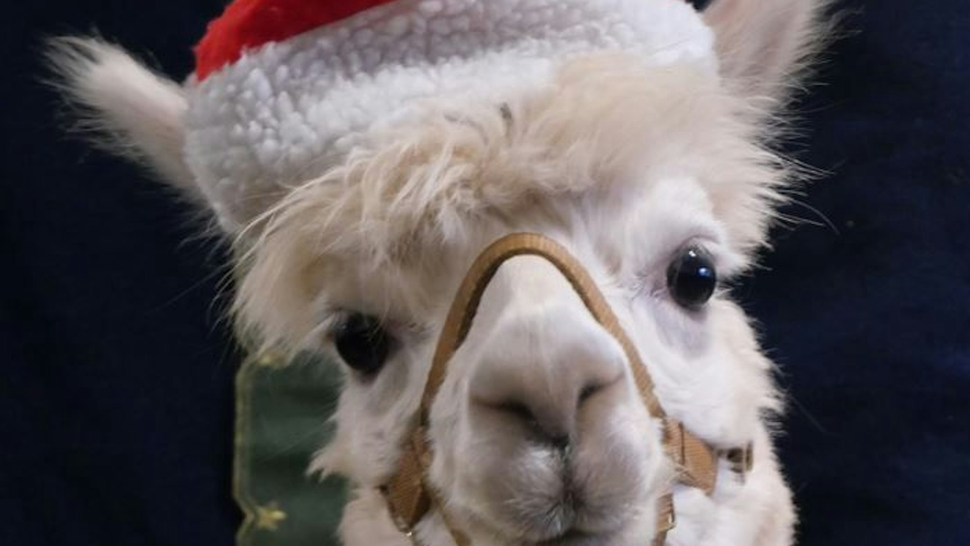 Ein Alpaka mit Nikolausmütze blickt in die Kamera.