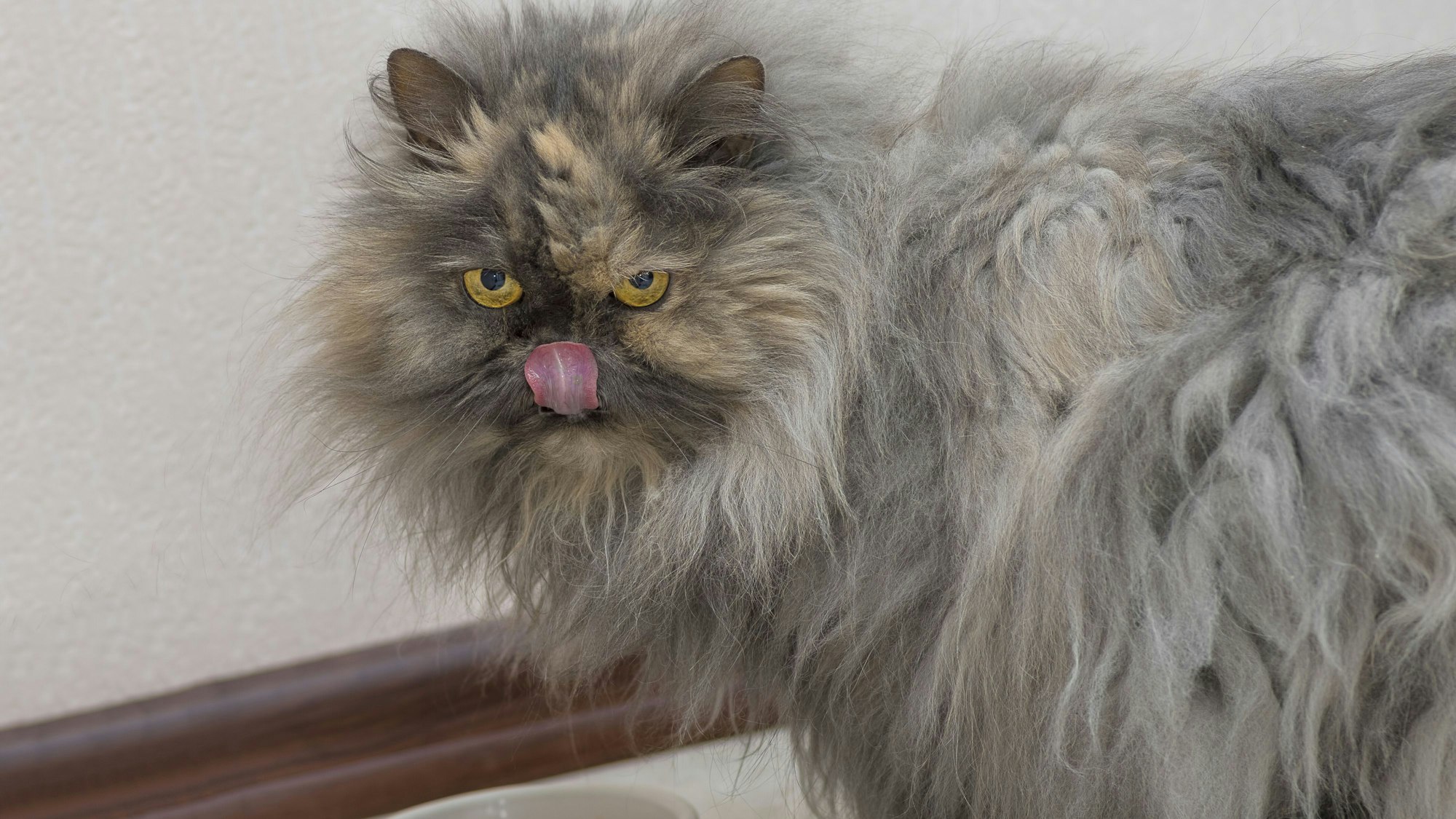 Die Perserkatze zählt zu den ältesten und populärsten Rassekatzen. (Symbolbild)