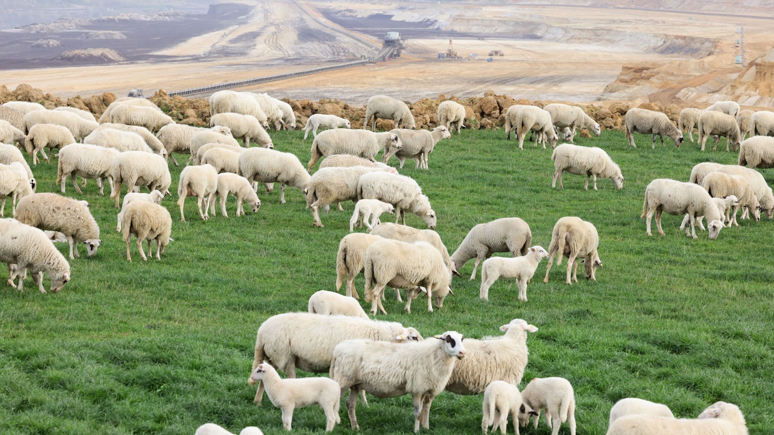 Eine Herde Schafe auf einer grünen Wiese vor dem Tagebau Garzweiler.