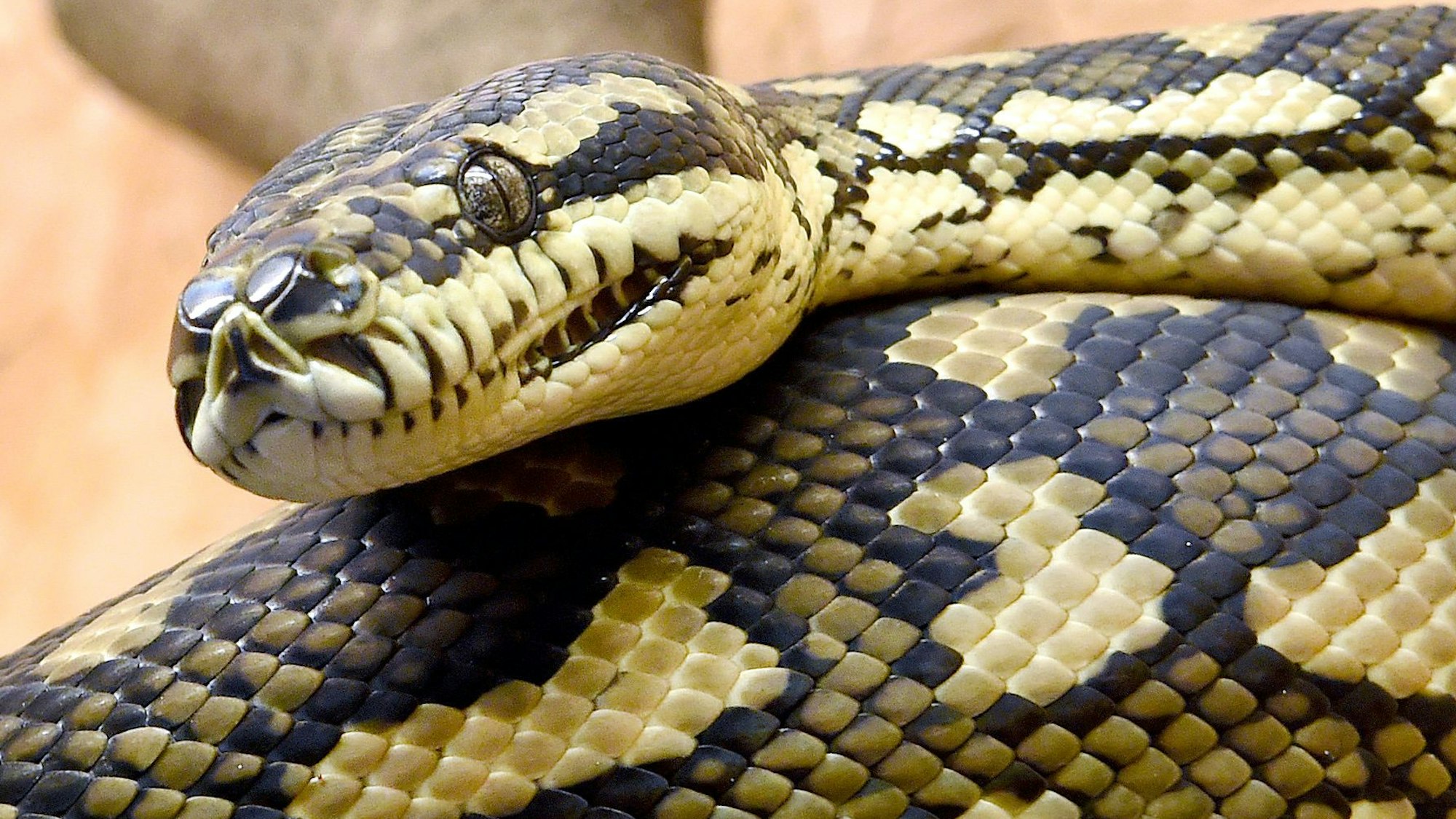 Ein zentralaustralischer Phyton liegt am 03.02.2017 in einem Käfig in der Wildtier- und Artenschutzstation Sachsenhagen (Niedersachsen).
