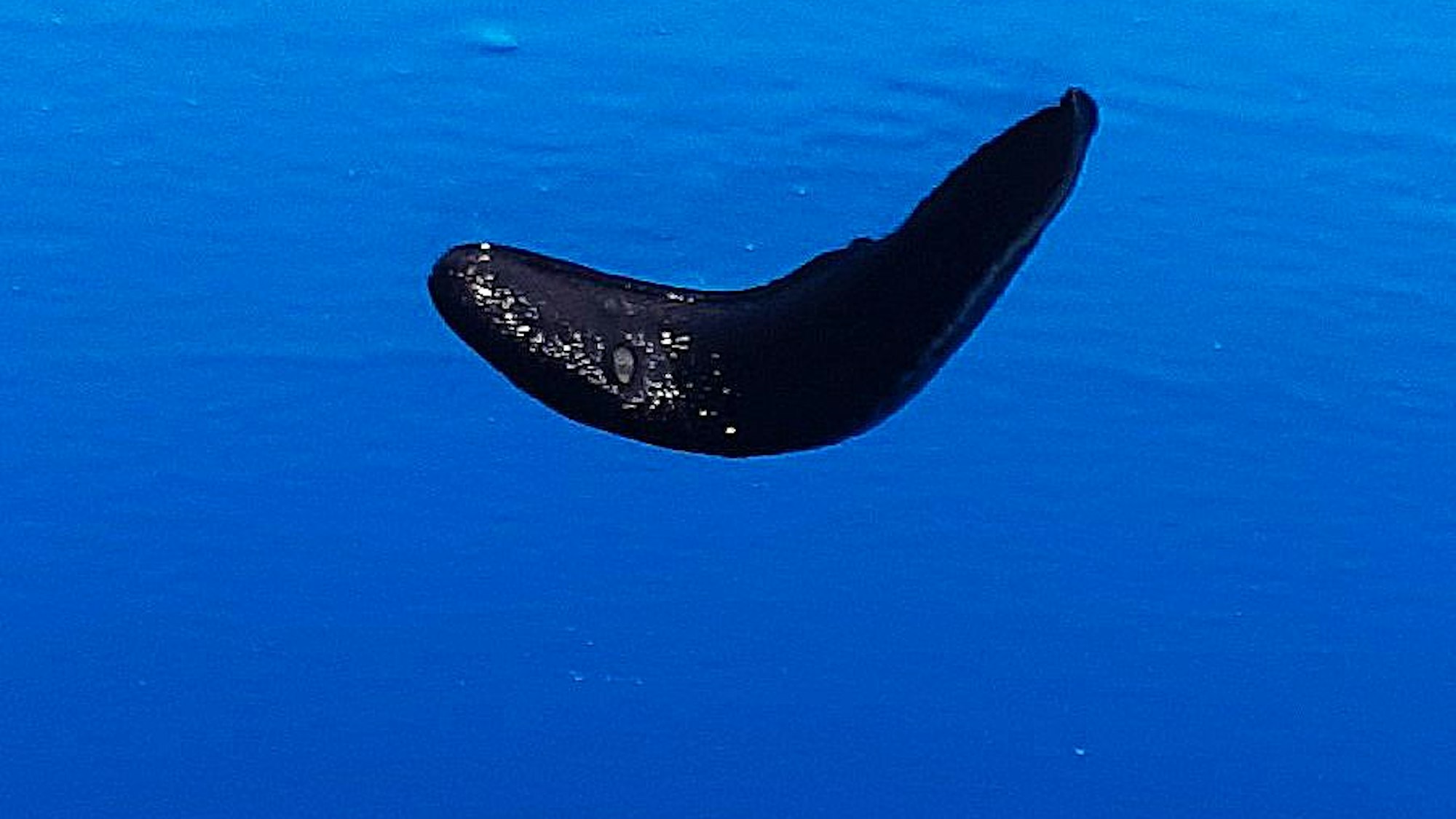 Eine Nacktschnecke vor einer Wasserfläche