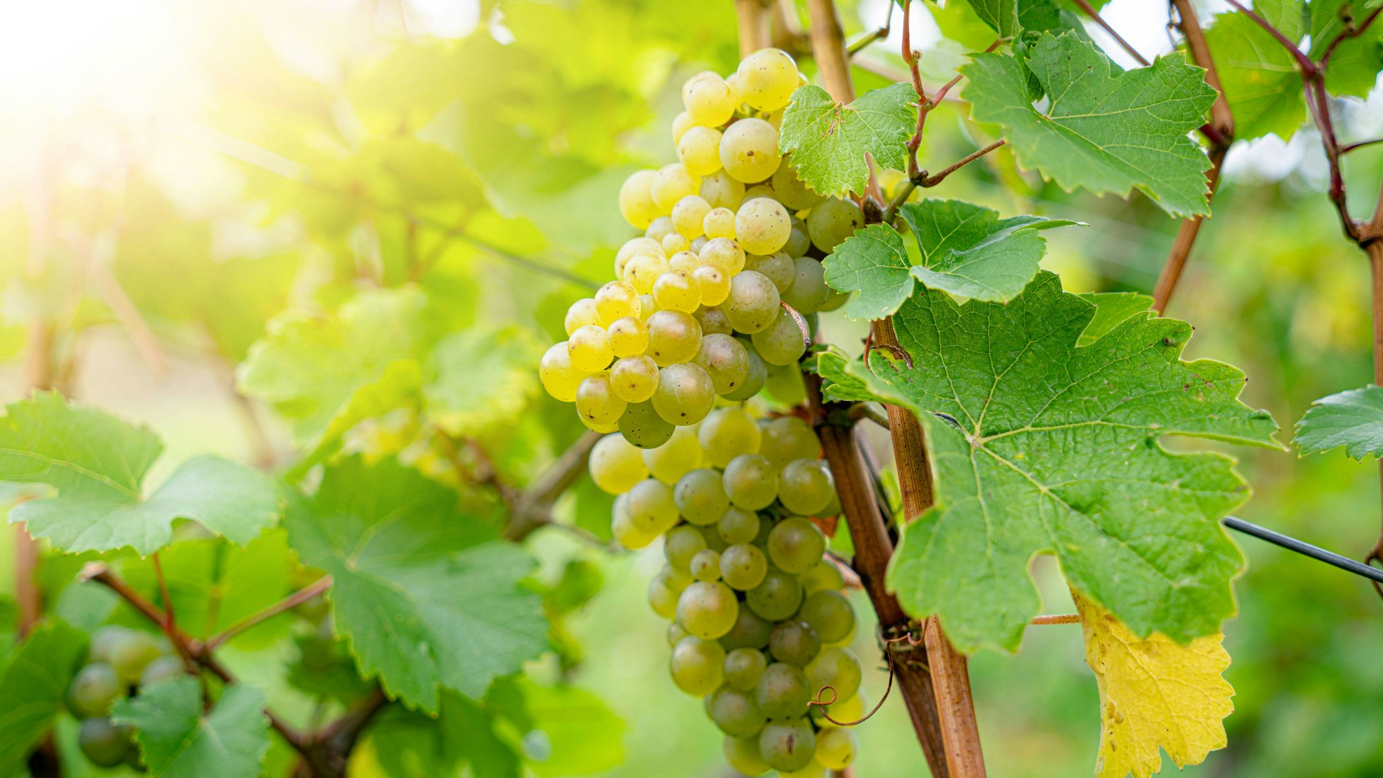 Weinlaub und reife Trauben im Gegenlicht der untergehenden Sonne.