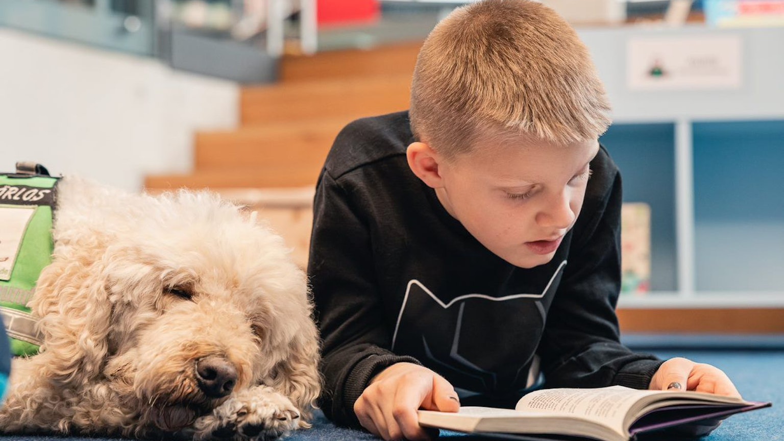 Der kleine Adrian liest Labradoodle-Hündin Bailee in der Stadtbibliothek Bergheim vor. Bailee ist jetzt Zuhörhund.