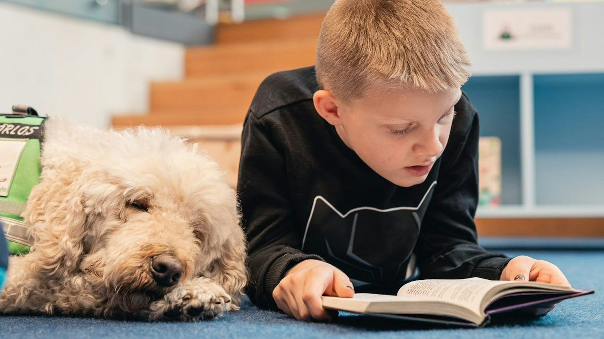 Der kleine Adrian liest Labradoodle-Hündin Bailee in der Stadtbibliothek Bergheim vor. Bailee ist jetzt Zuhörhund.
