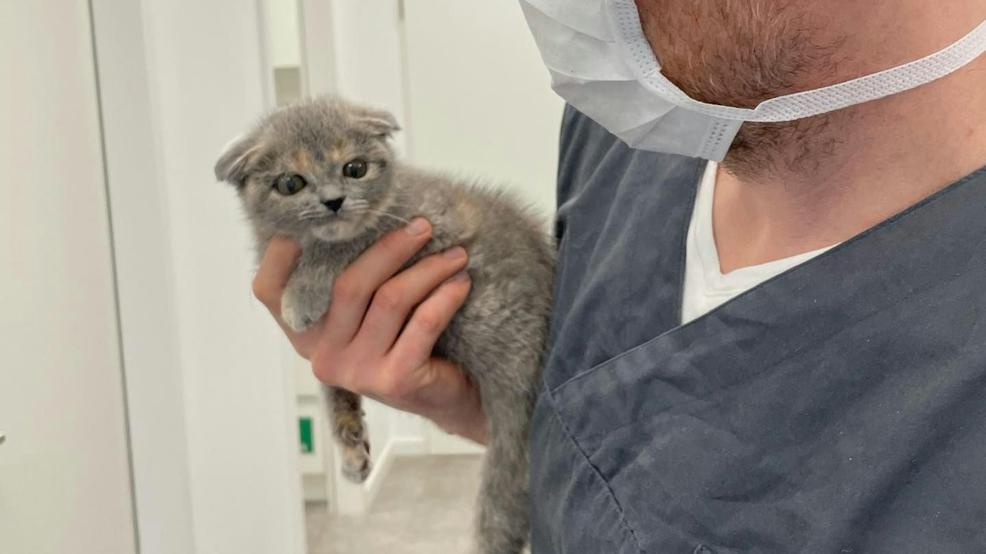 Einer der Tierpfleger hält ein kleines Kätzchen in der Hand.