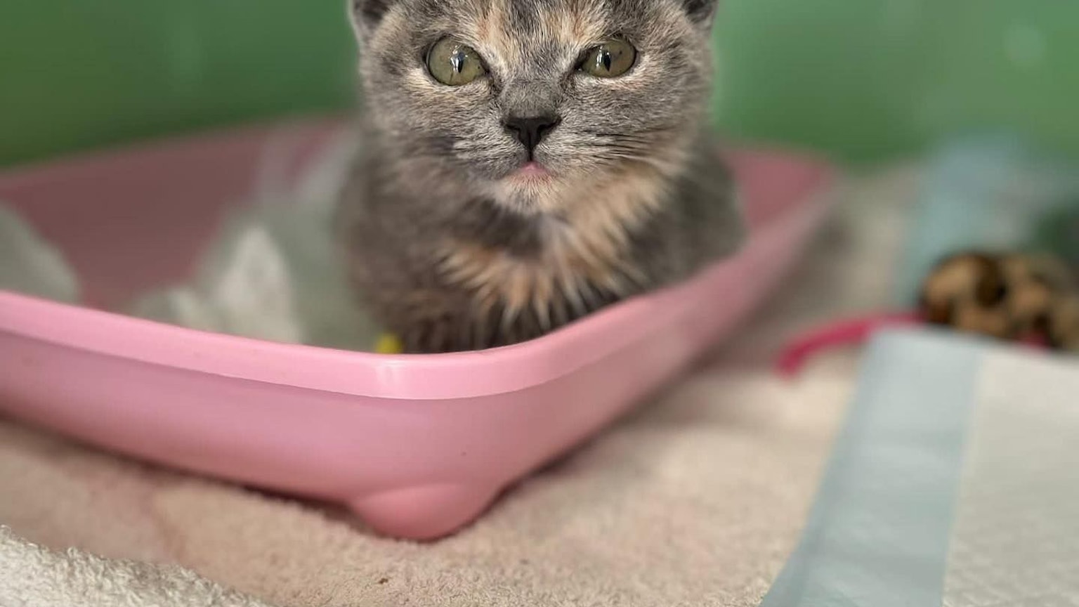 Ein graues Kätzchen sitzt in einer rosafarbenen Plastikschale beim Tierarzt und wartet auf seine Untersuchung.