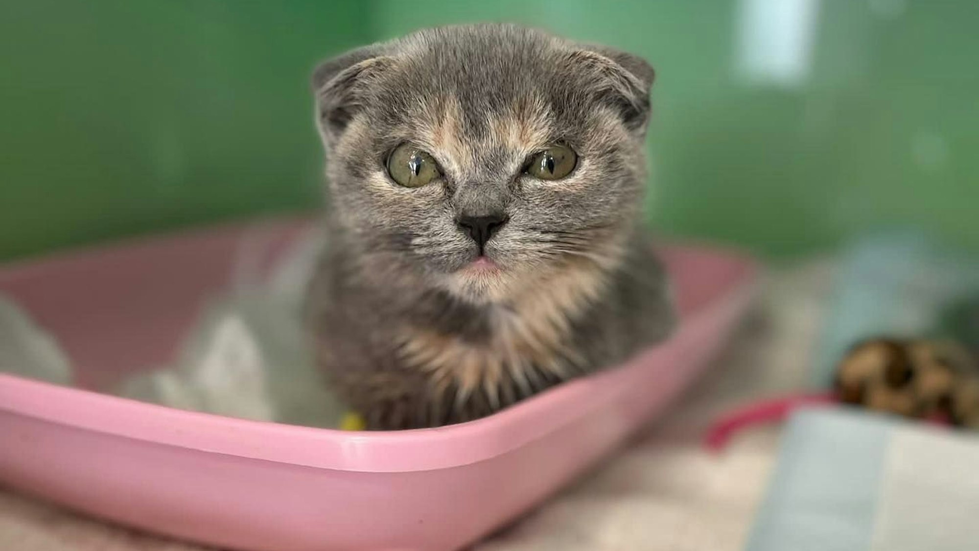 Ein graues Kätzchen sitzt in einer rosafarbenen Plastikschale beim Tierarzt und wartet auf seine Untersuchung.
