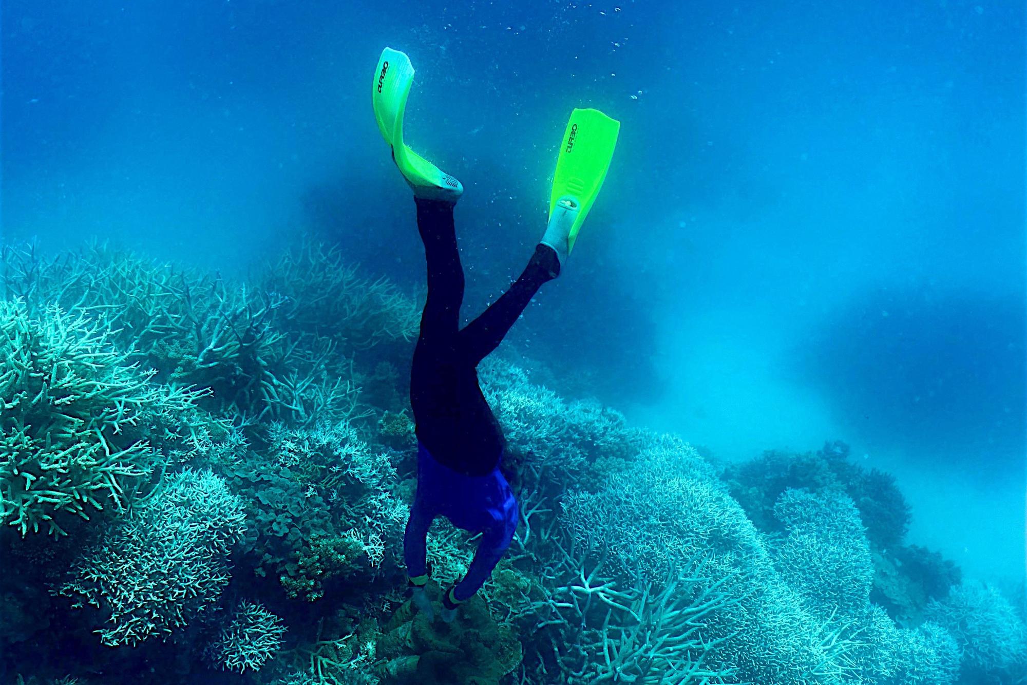 Ein Taucher an den Korallen des australischen Great Barrier Reefs.