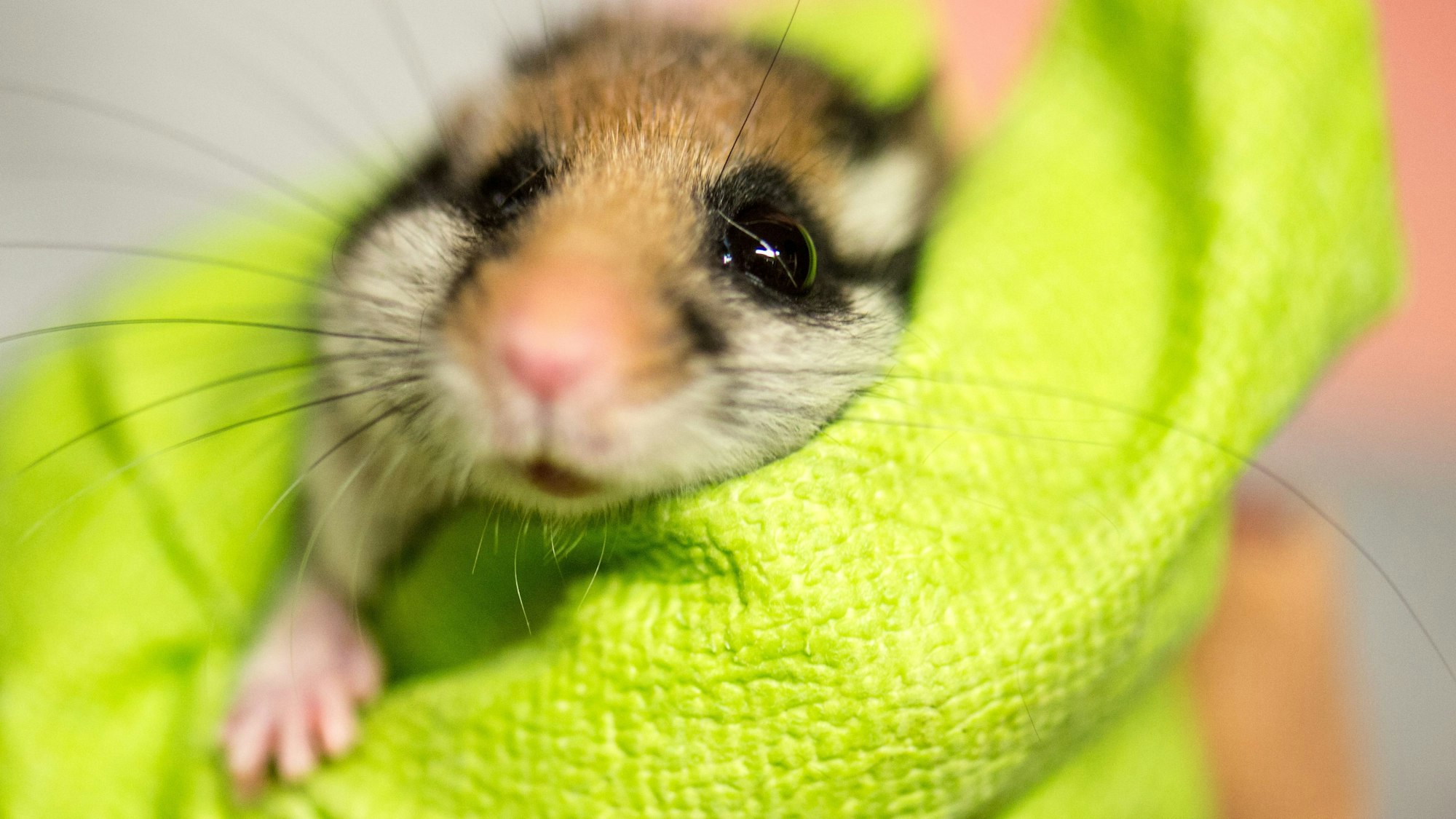 In einem Handschuh wird in der Wildstation Bilche ein Gartenschläfer gehalten.