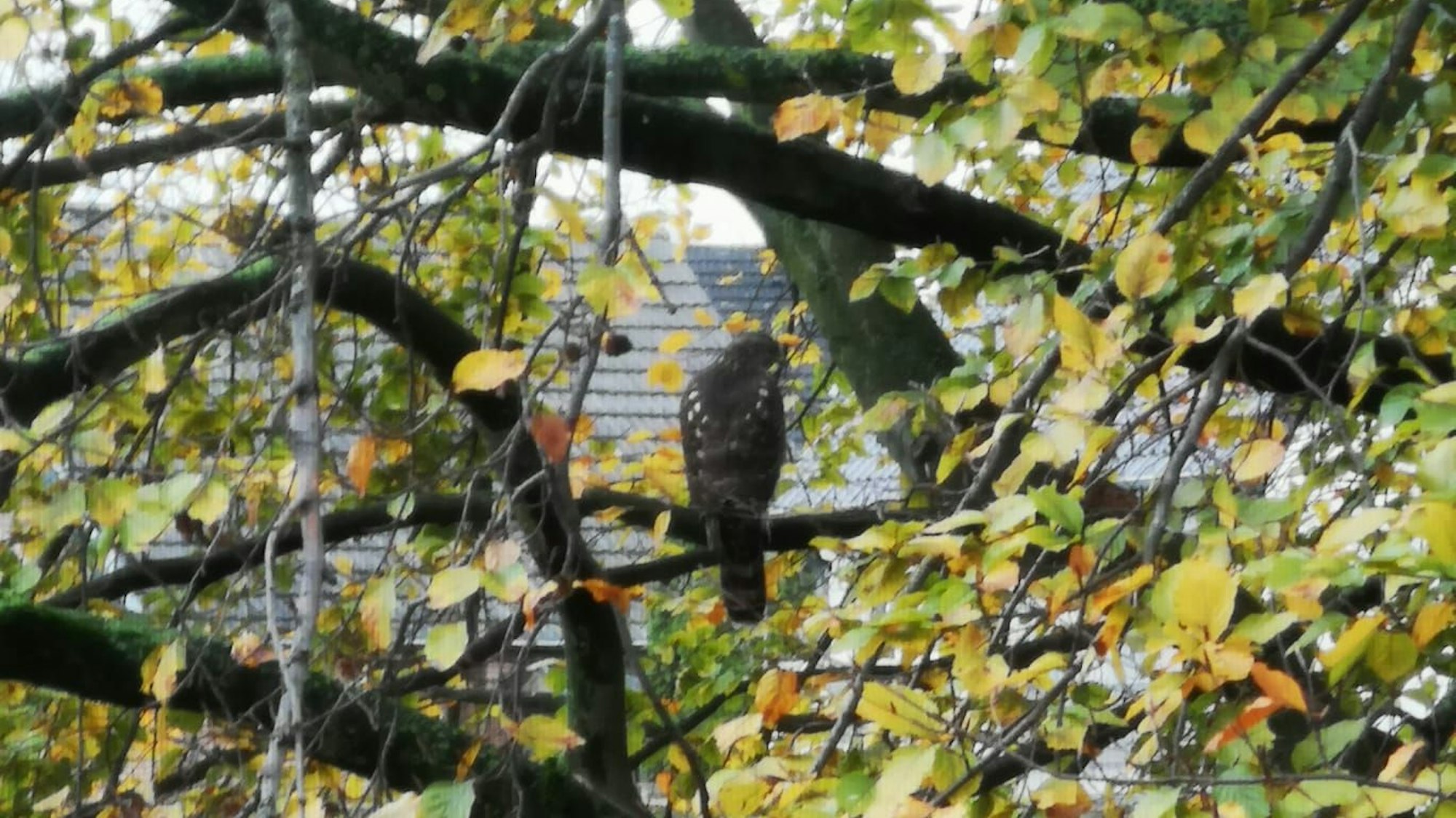 Ein junger Habicht sitzt auf einem Ast in der Buche.