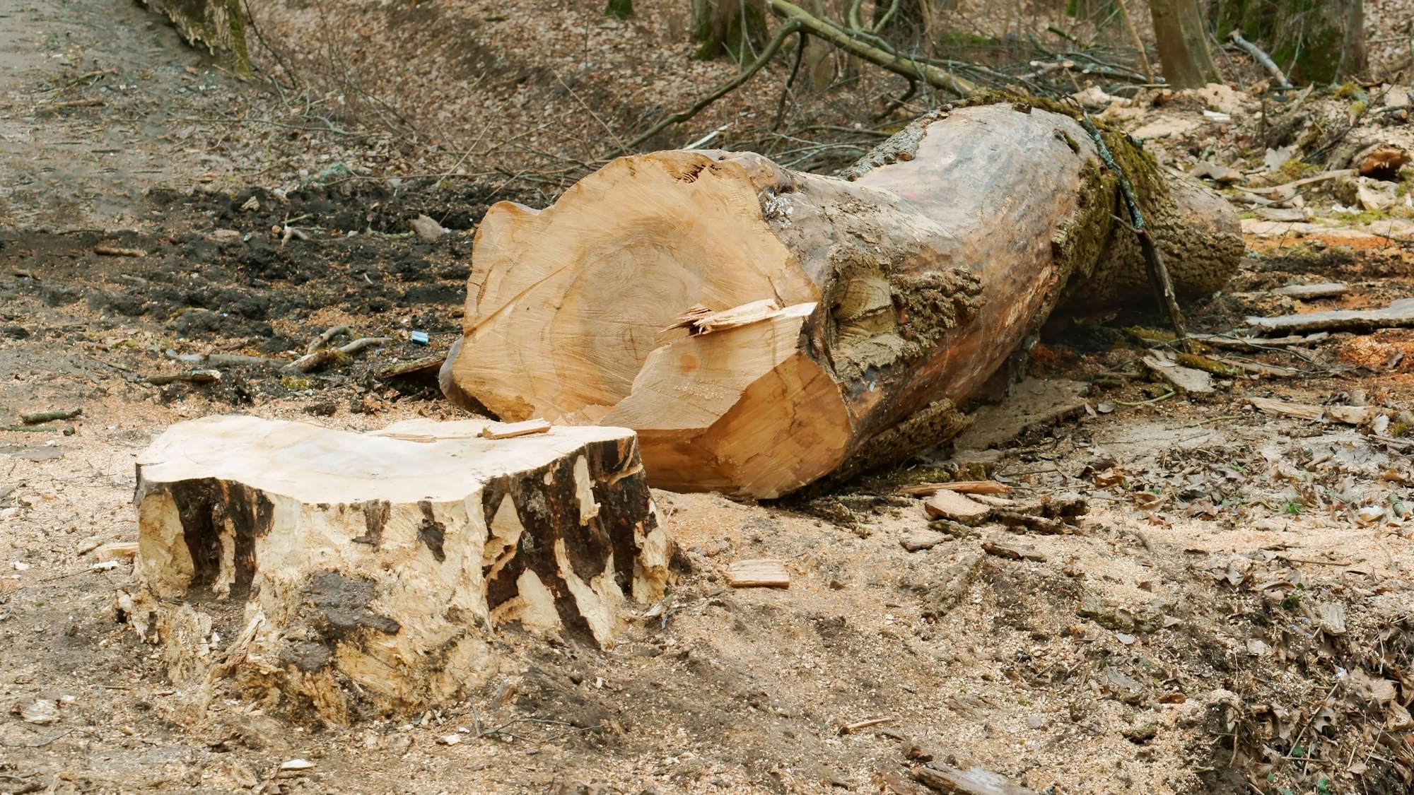 Ein umgefallener Baum mit einem Baumstumpf.