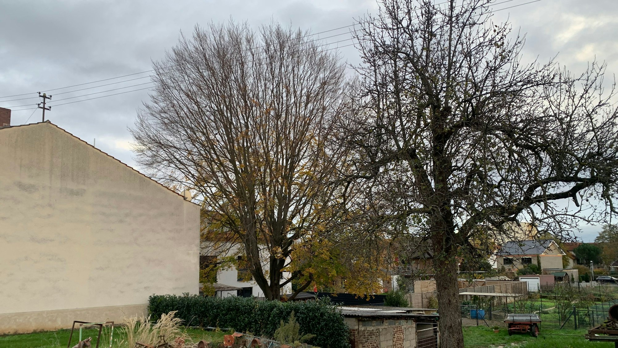 Zwei große Bäume stehen hinter Häusern.