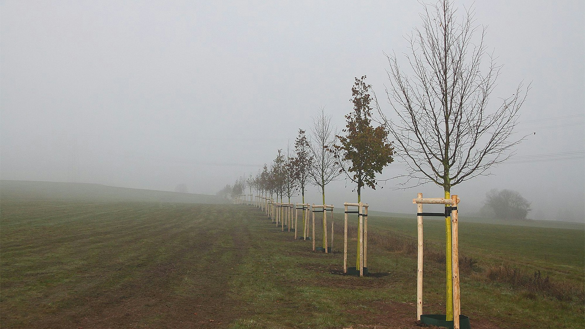 Schnurgerade zieht sich die Reihe der 49 Linden frisch gepflanzten Lindenbäume über eine Wiese an der B 51 bei Blankenheimerdorf.