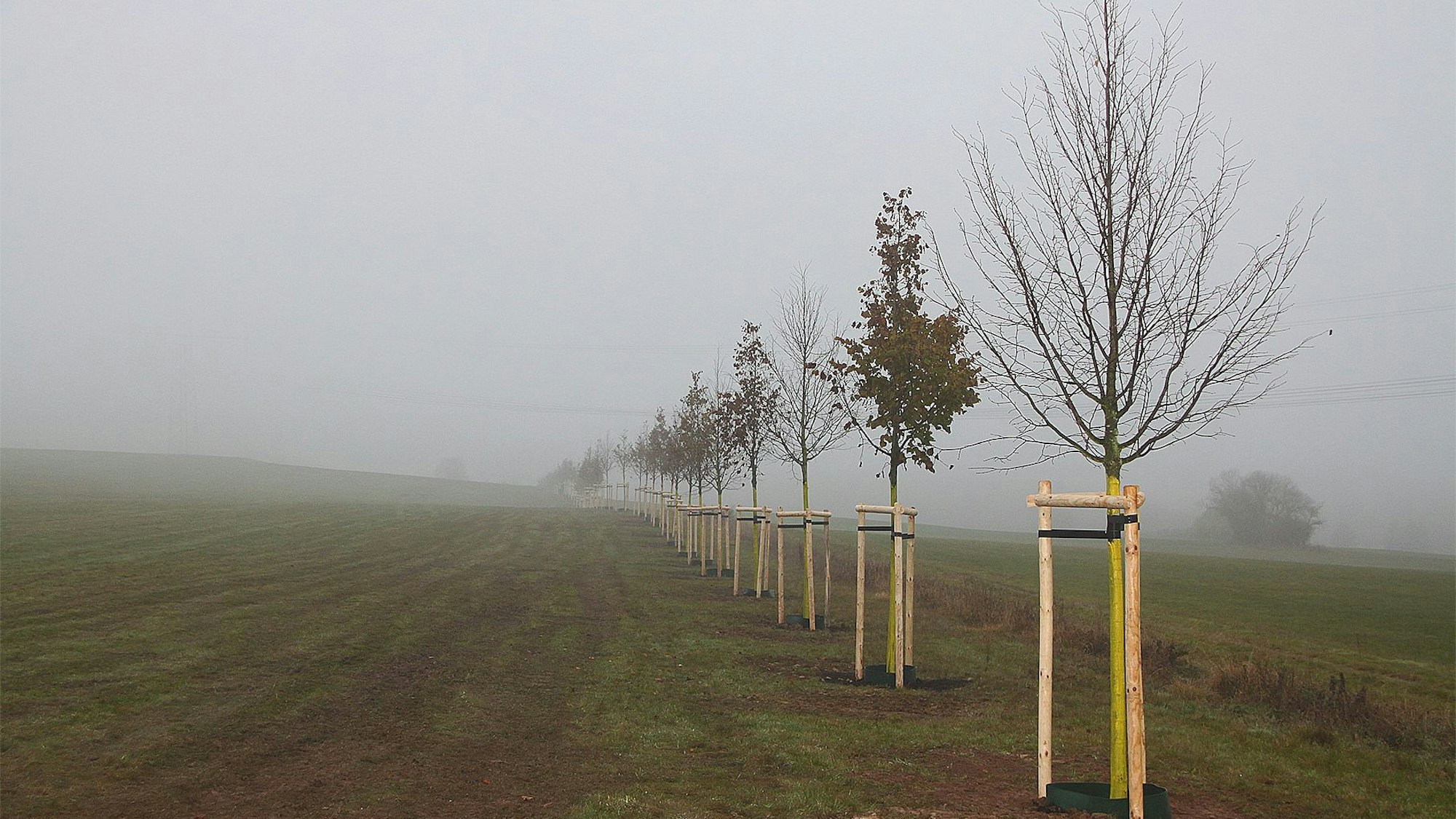 Schnurgerade zieht sich die Reihe der 49 Linden frisch gepflanzten Lindenbäume über eine Wiese an der B 51 bei Blankenheimerdorf.