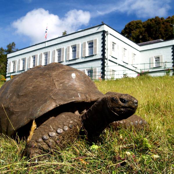 Riesenschildkröte Jonathan (190), die älteste Schildkröte der Welt, im Garten der Gouverneurs-Residenz auf der Insel St. Helena.