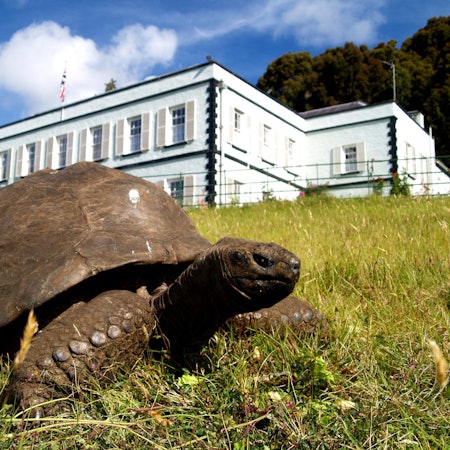 Riesenschildkröte Jonathan (190), die älteste Schildkröte der Welt, im Garten der Gouverneurs-Residenz auf der Insel St. Helena.