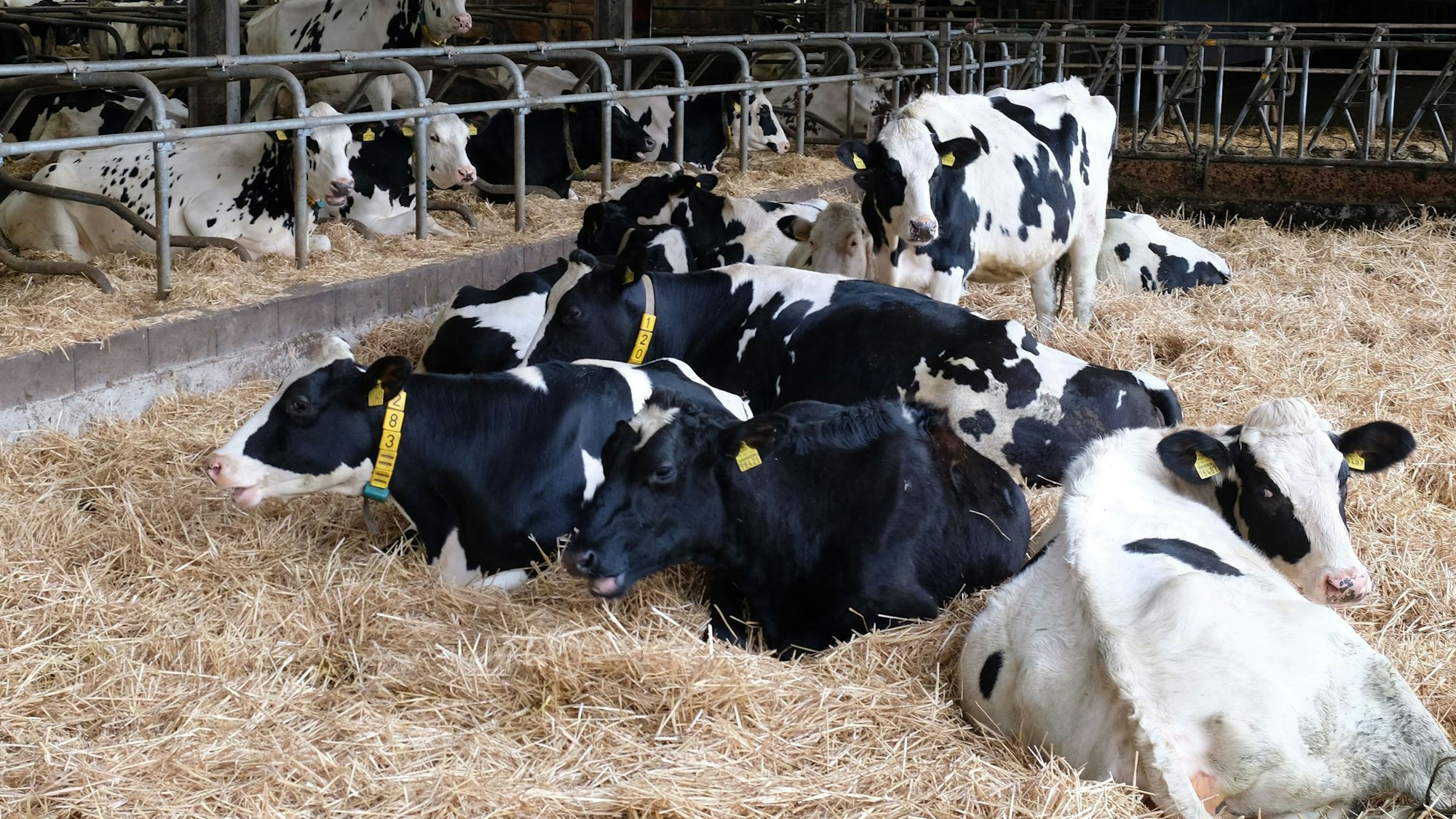 Kühe im Stall von Bauer Hans-Josef Thelen aus Kall-Keldenich.