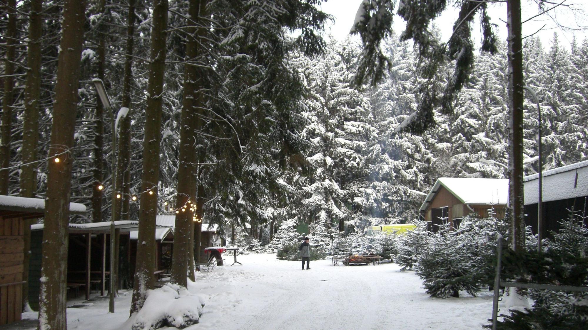 Tannenbäume im Schnee bei Eschbachs, Marialinden Overath