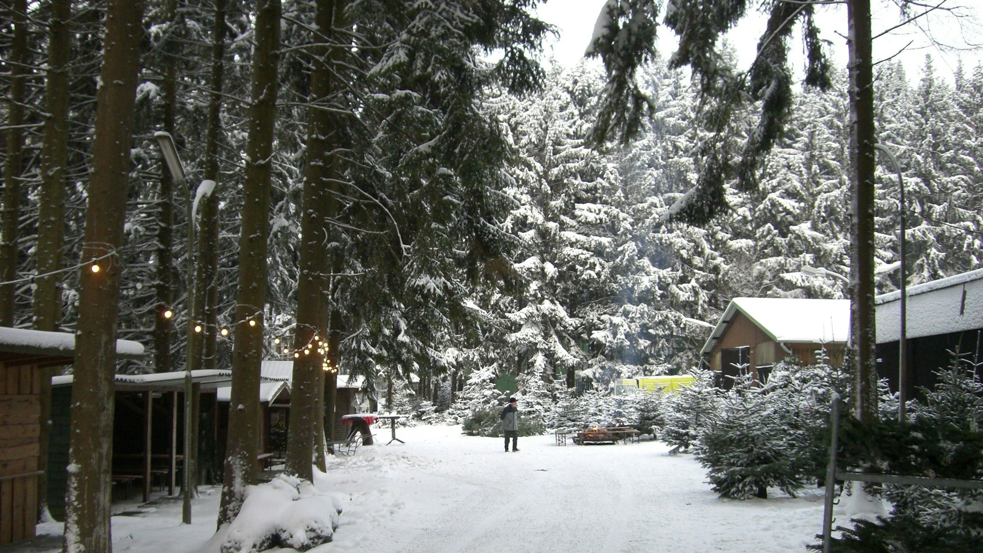 Tannenbäume im Schnee bei Eschbachs, Marialinden Overath