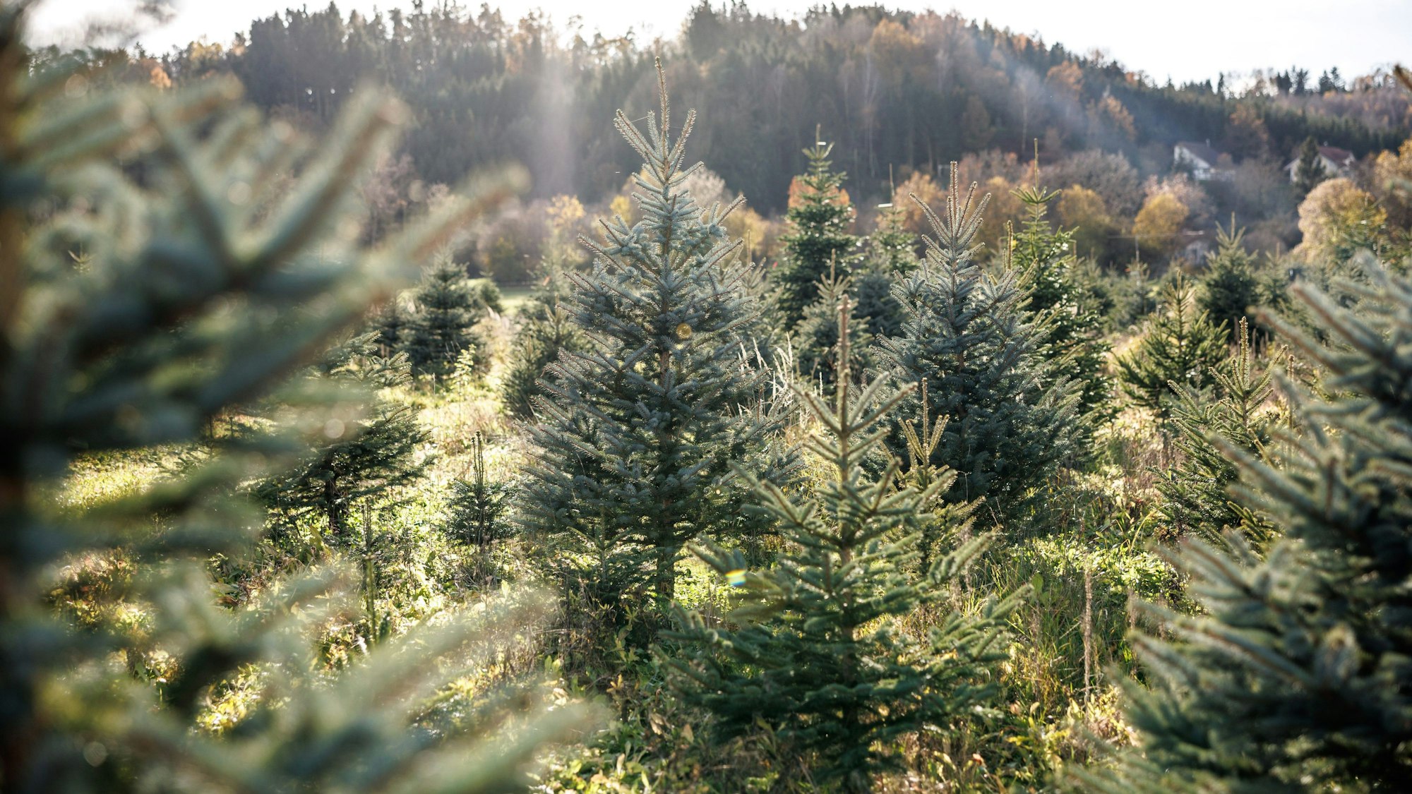 Weihnachtsbäume - soweit das Auge reicht.