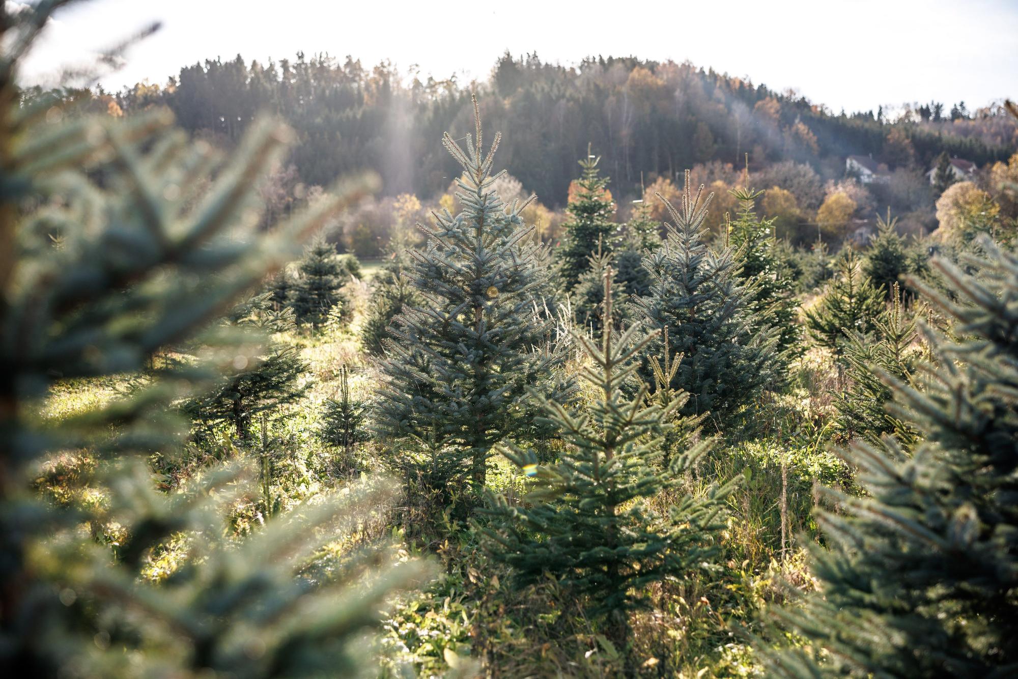 Weihnachtsbäume - soweit das Auge reicht