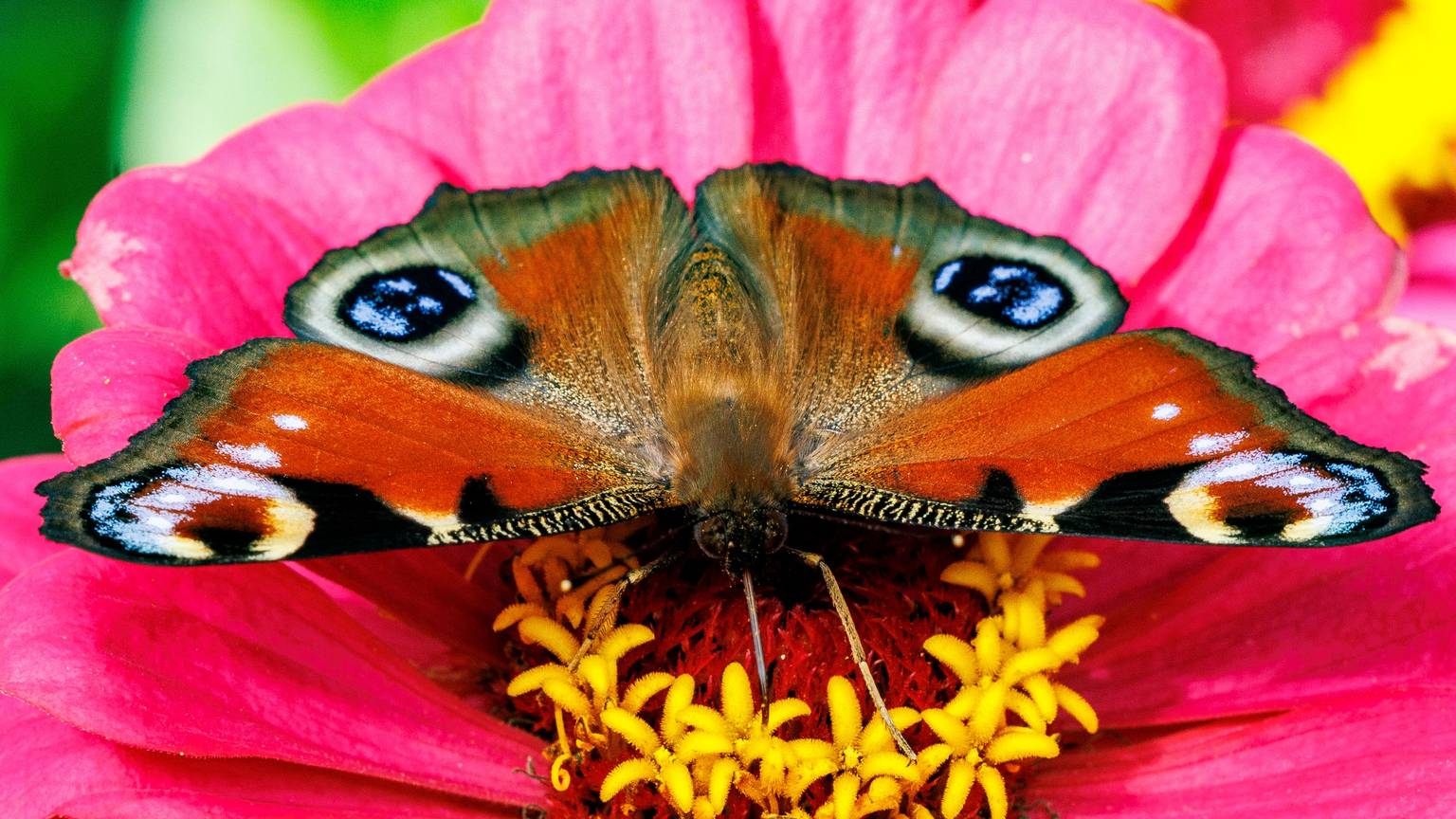 Ein Schmetterling sitzt auf einer pinken Blume.
