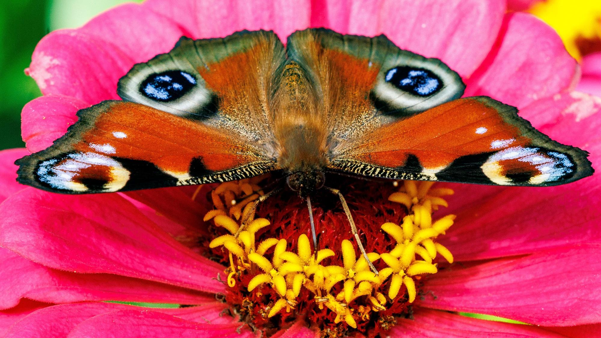 Ein Schmetterling sitzt auf einer pinken Blume.