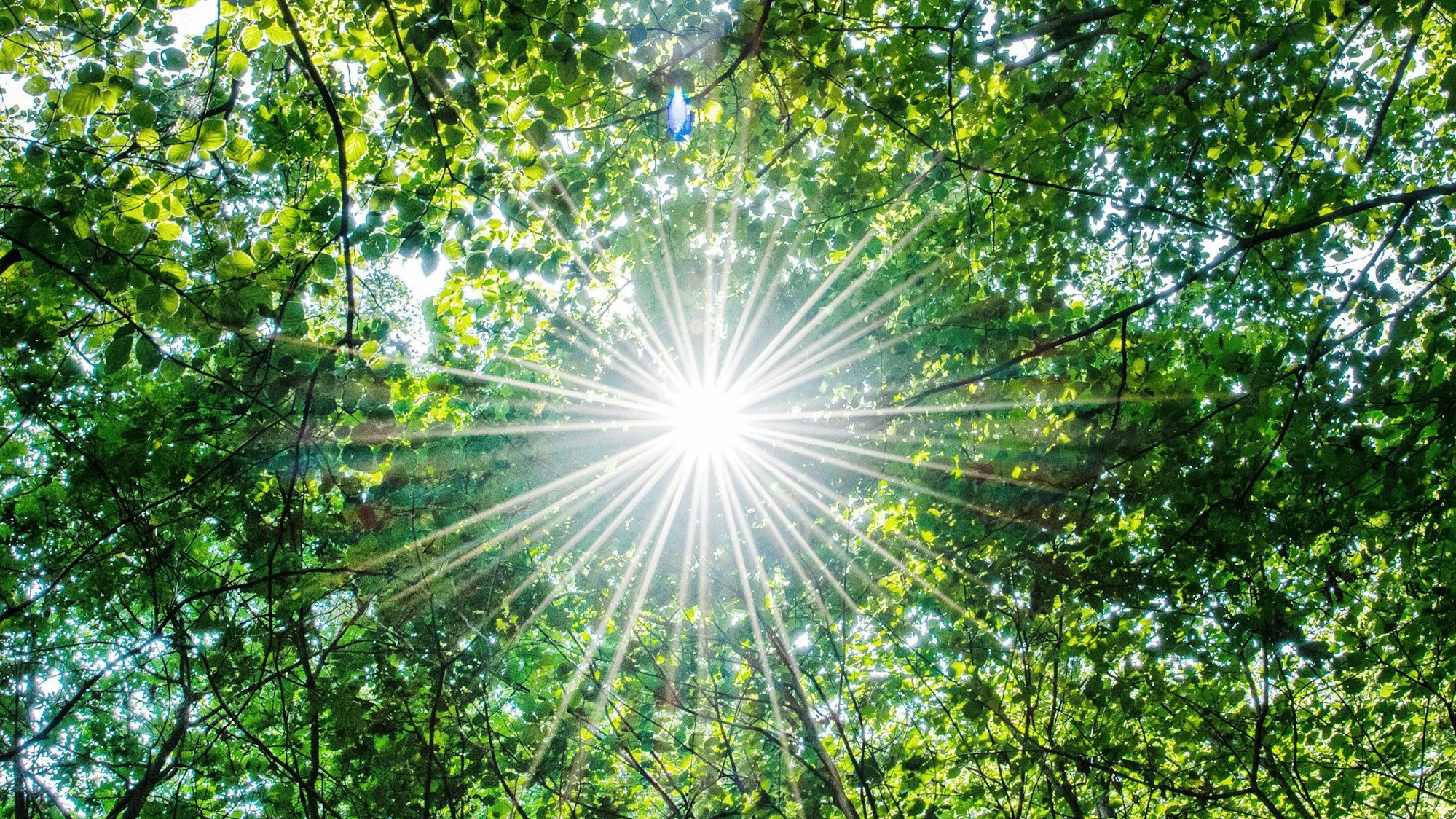 Die Sonne scheint in einem Wald durch die Blätter von Buchen